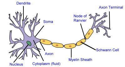 Hewan yang bertulang belakang, sistim sarafnya adalah saraf pusat dan saraf tepi, sementara hewan yang tak bertulang belakang mereka memiliki sistim saraf yang berbentuk seperti tangga tali. Fungsi Jaringan Saraf | Gambar Jaringan Saraf
