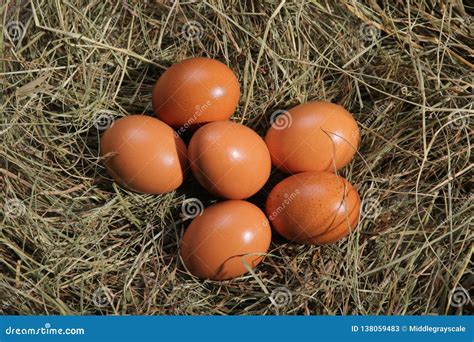 Six Eggs Lying On A Hay Easter Or Village Theme Stock Image Image Of