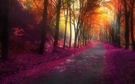 Hd Wallpaper Country Road In Fall Photo Nature And Landscapes Trees