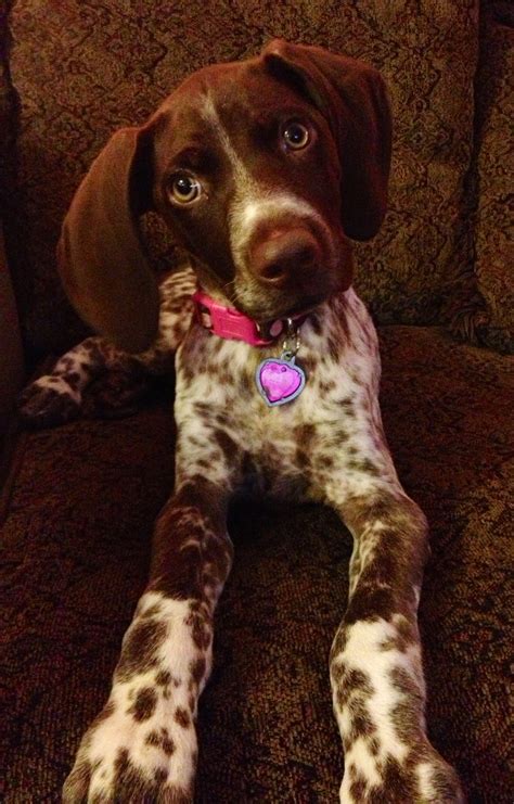 Pin By Luies Paws On Dog Pointers German Shorthaired Pointer Dog