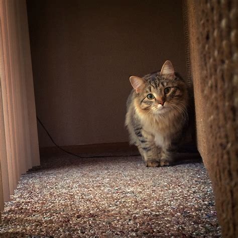 She is the cutest little kitten anyone has ever seen. My sweet kitty | Kitty, Cats, Animals