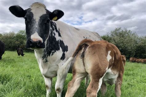 Spring Calving Cows Advice For Farmers