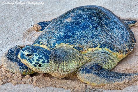 Hawaiian Sea Turtles Oahu Sea Life Photography