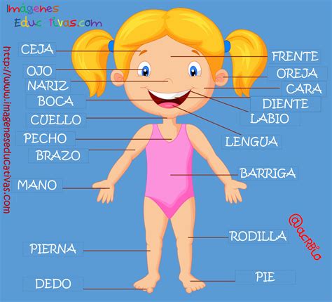 Partes Del Cuerpo En Castellano 1 Imagenes Educativas