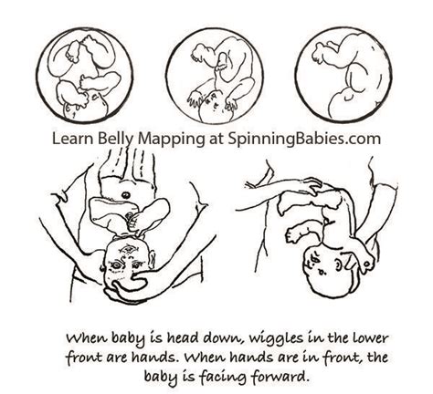 Belly Mapping How To Tell Babys Position In The Womb Baby Position