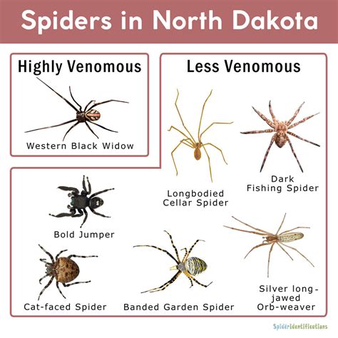 Are Black Widow Spiders Poisonous To Cats Brown Widow Bite Symptoms