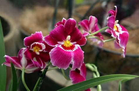 Pansy Orchid Growing How To Grow A Miltonia Orchid Plant