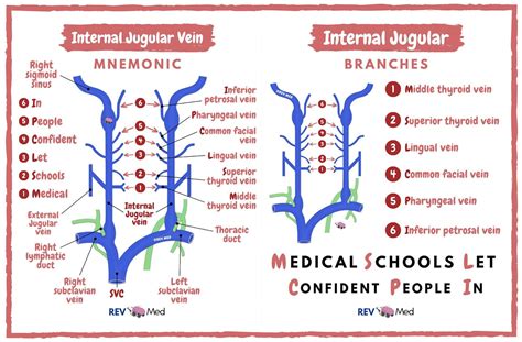 Internal Jugular Vein Branches Mnemonic Medical Schools Grepmed