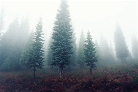 Green Leafed Trees Covered With Fogs · Free Stock Photo