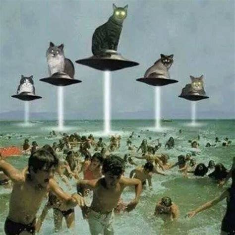 What If The Aliens Have Been Living Along Us As Cats This Entire Time Meow Funny Cat Memes