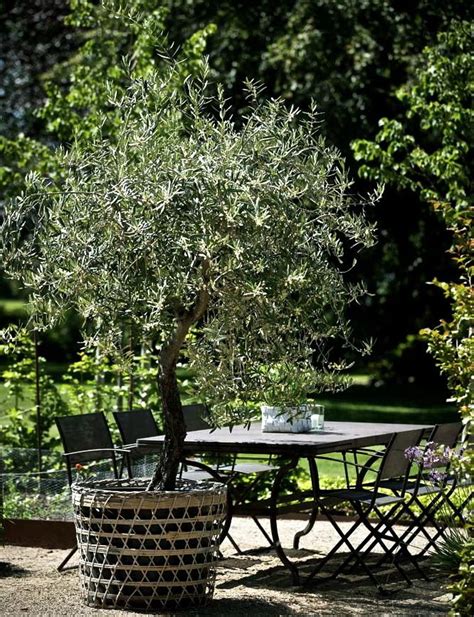 Potted Olive Trees Potted Olive Tree Potted Trees Beautiful Gardens