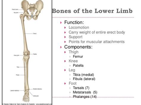 Limbs Applied Anatomy 2015