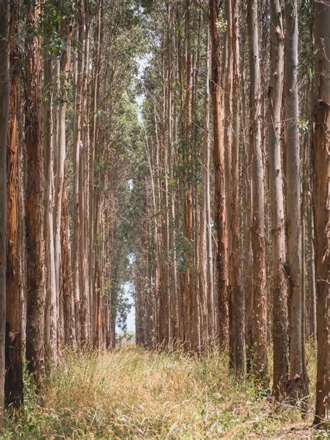 The turf under a tree may not ever be quite as lush as the turf in sunnier areas of your landscape, but with proper care and the right type of grass, the results can be beautiful. Image of Tall thin blue gum trees growing in the plantation - Austockphoto
