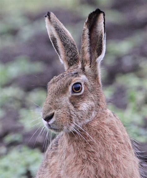 Beautiful Brown Hare Hare Animal Hare Animals Wild