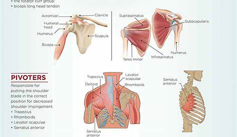 shoulder pain location chart