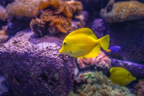 Best Fish For Pets Choose The Perfect Aquatic Companion Pet Zone Store