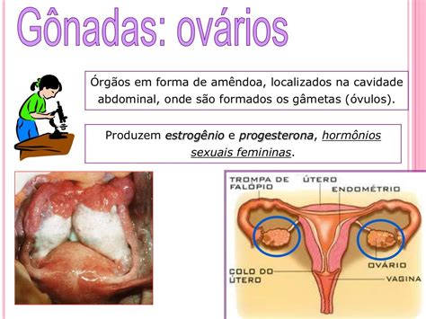 Aula Sobre Sistema Reprodutor Feminino E Masculino
