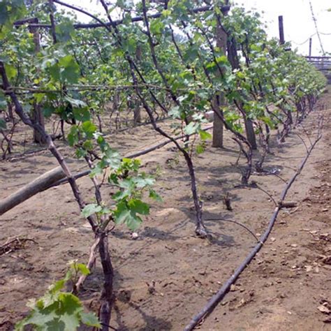 At a glance the first noticeable sign of waterstress in a citrus tree is leaf curling. Irrigation par égouttement pour les arbres fruitiers ...