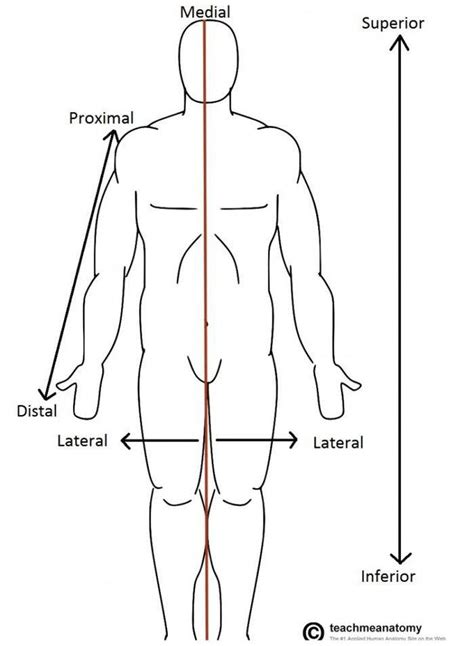 Pictures Of Anterior Anatomical Healthiack