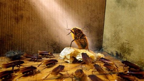 cockroach king concerned over recent rise of bedbugs cockroaches bed bugs sleep funny