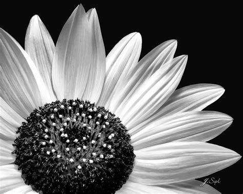 Dreamstime is the world`s largest stock photography community. Black and White Sunflower | Janet Sipl | Flickr