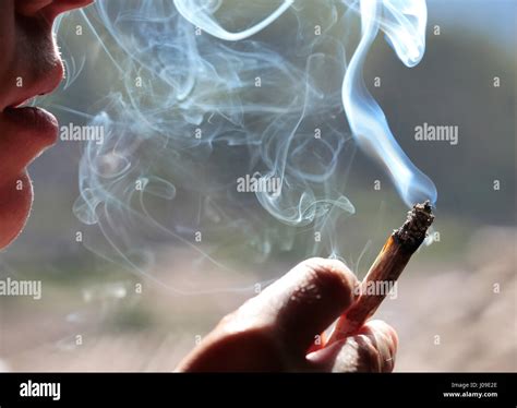 Smoking Rolling Cigarette Stock Photo Alamy