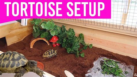 How To Build The Outdoor Tortoise Enclosure Guide For You