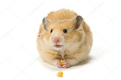 Hamster Eating Corn Seeds — Stock Photo © Veryolive 6656290