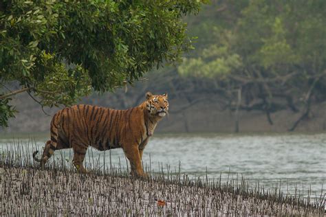 Number Of Tigers In The Sundarbans Rises From To The Wire Science