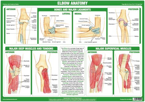 Abdominal Anatomy Chart