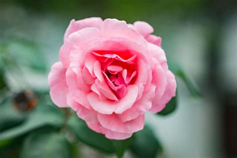 Images Gratuites Fleur Plante à Fleurs Julia Child Rose Pétale