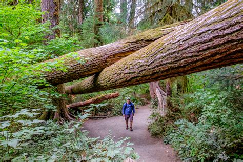 Olympic National Park — The Greatest American Road Trip