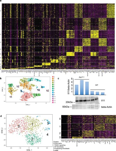 Single Cell Rna Seq Of Fibrotic Mouse Heart Single Cell Rna Seq