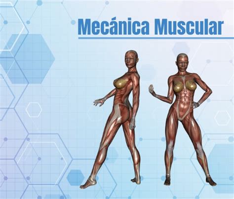 Mecanica Muscular