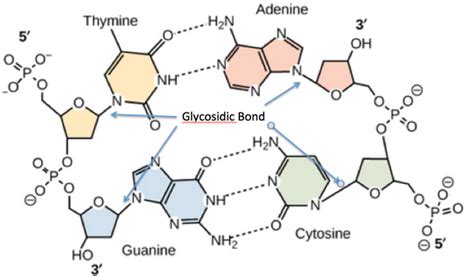 Glycosidic Bonds Exist In Dna Molecule Between