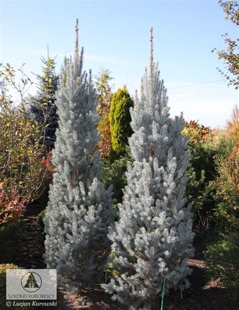 Picea Pungens Iseli Fastigiate Spruce Iseli Fastigiate Blue Spruce