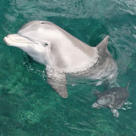 What Are Baby Dolphins Called Includes Pregnancy Info And Reproduction