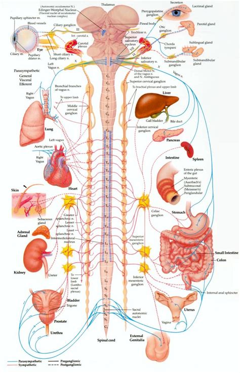 Nervous System