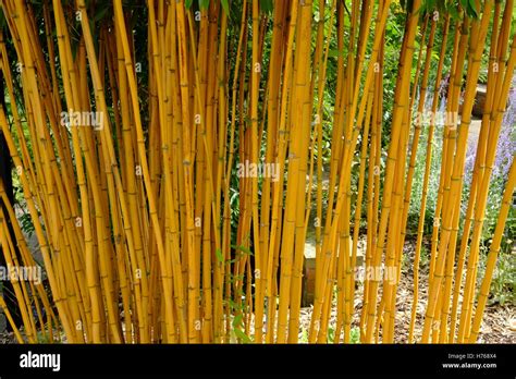 Bamboo Stalks Stock Photo Alamy