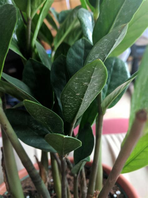 I Think My Zz Plant Is Infected By Powdery Mildew How Can I Save It