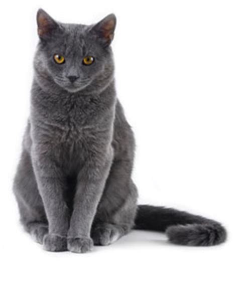 What you need to know. Feline Radioactive Iodine Therapy | Cat Hyperthyroidism ...
