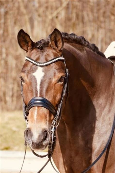 Geschrieben von cormac mccarthy veröffentlicht im jahr 1992. Die schönsten Pferde auf ehorses.de | Pferde, Schöne ...