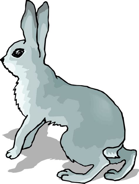 Arctic Hare Snowshoe Hare European Hare Clip Art Hare Png Download