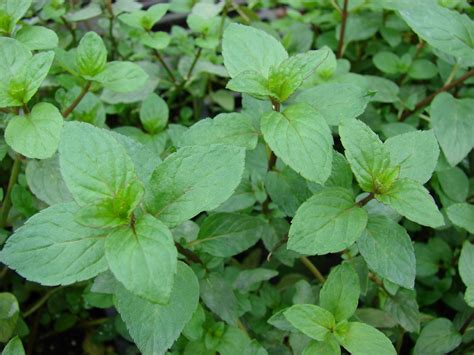 Temperate Climate Permaculture Permaculture Plants Mint