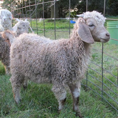 Angora Goats For Sale Dolly Rock Farm And Fiber