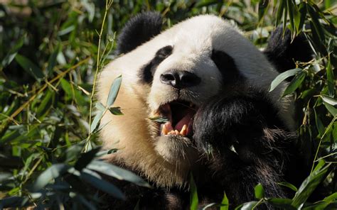 Panda Animals Bears Wallpapers Hd Desktop And Mobile