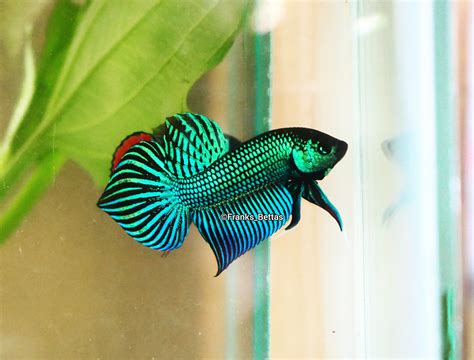 Green Betta 66 Beautiful Types Of Betta Fish By Tail Patterns Colors