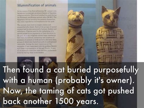ancient cats