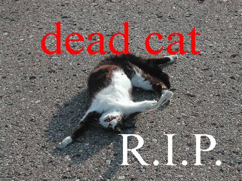 Dead Cats Photos Funny And Cute Animals