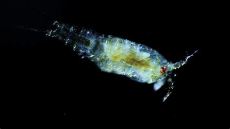 Marine Plankton Copepod Youtube